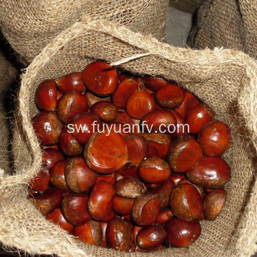 Mavuno chestnut safi kutoka Dandong kwa bei nzuri